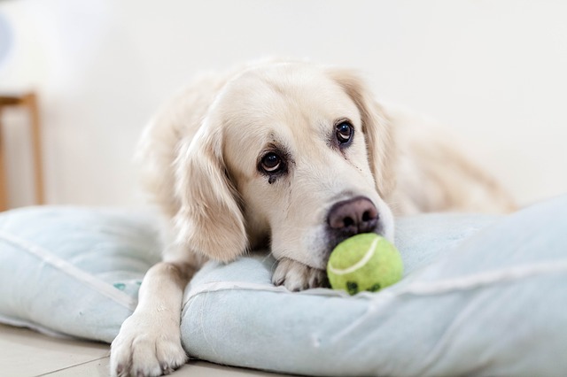 Le lanceur de balles, un outil qui permet d’occuper son chien